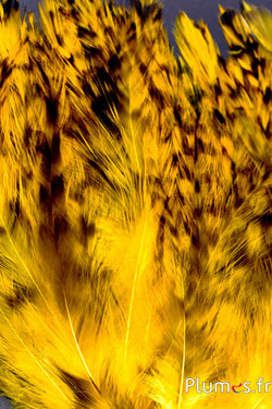 Coq cou - 8-12 cm - jaune